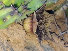 Huernia barbata