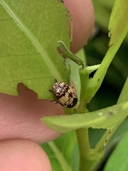 Cryptocephalus irroratus