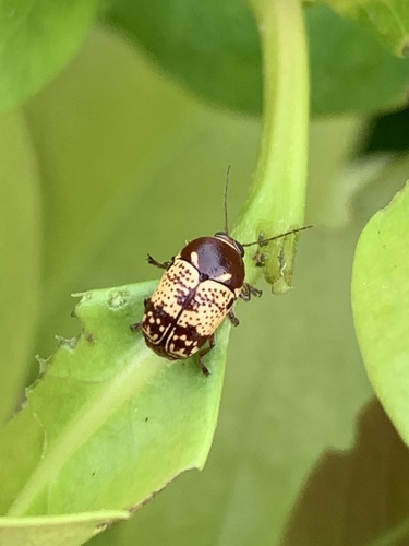 Cryptocephalus irroratus