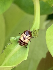 Cryptocephalus irroratus