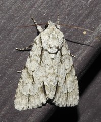 Acronicta lobeliae