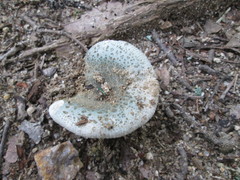 Russula parvovirescens