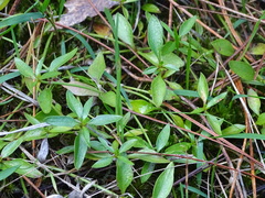 Opercularia ovata