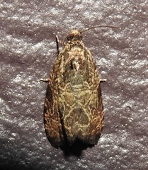 Olethreutes permundana