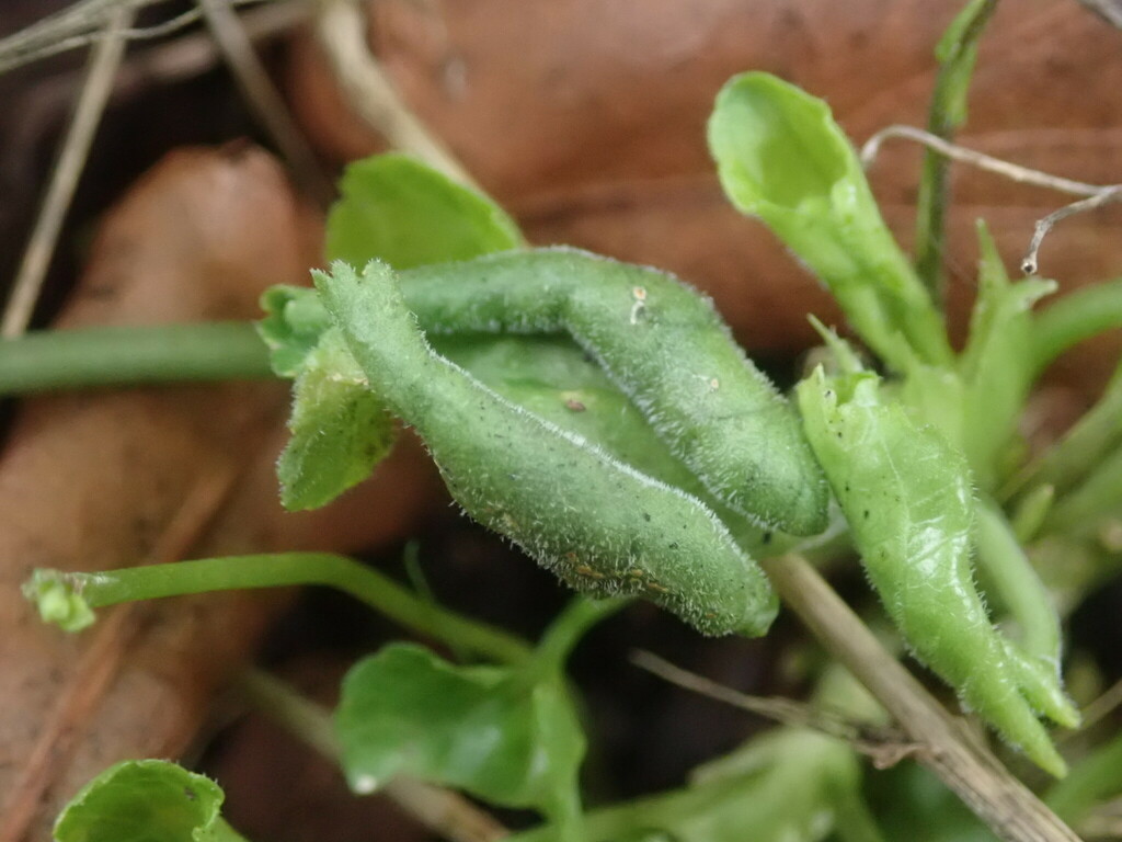 Dasineura odoratae