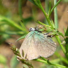 Callophrys affinis