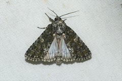 Acronicta afflicta