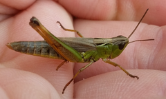 Pseudochorthippus curtipennis