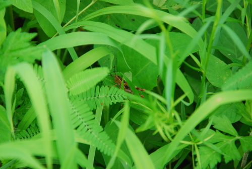 Genus Shirakiacris · iNaturalist