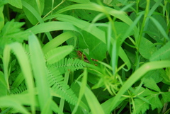 Shirakiacris shirakii
