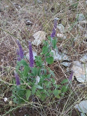 Teucrium hircanicum