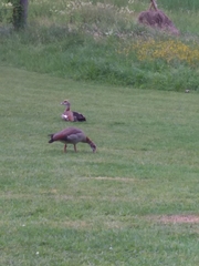 Alopochen aegyptiaca