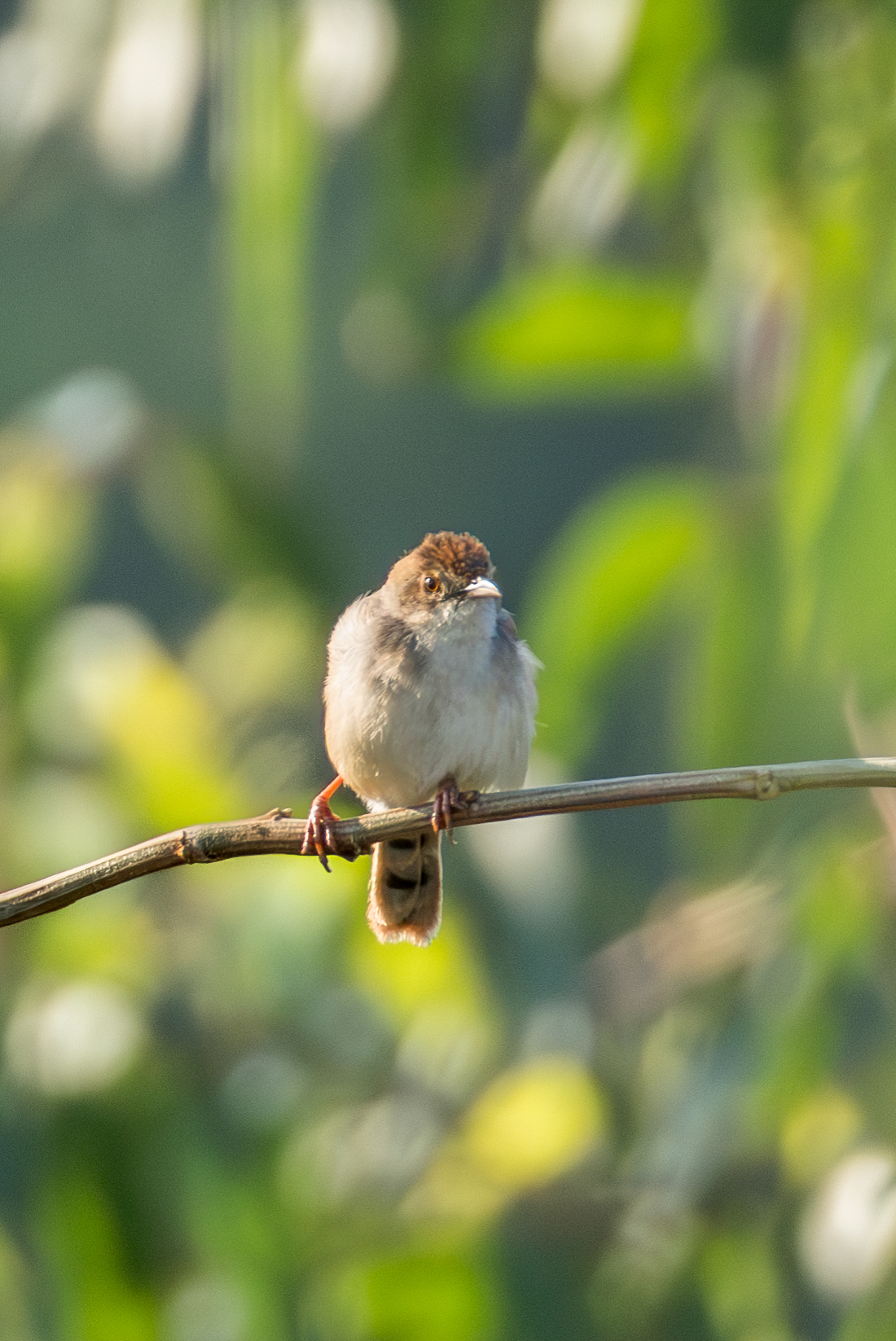Singing Cisticola (Cisticola cantans), photo 7