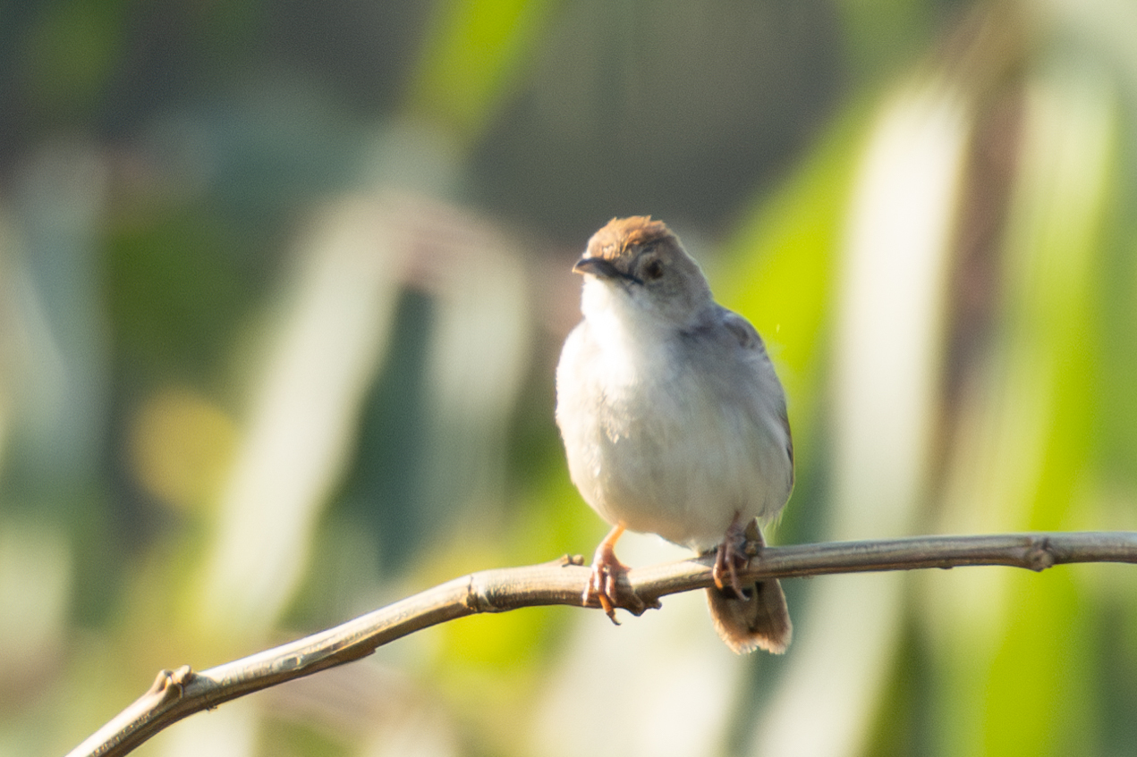 Singing Cisticola (Cisticola cantans), photo 6