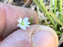 Pseudostellaria