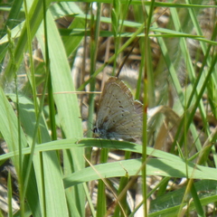 Glaucopsyche lygdamus