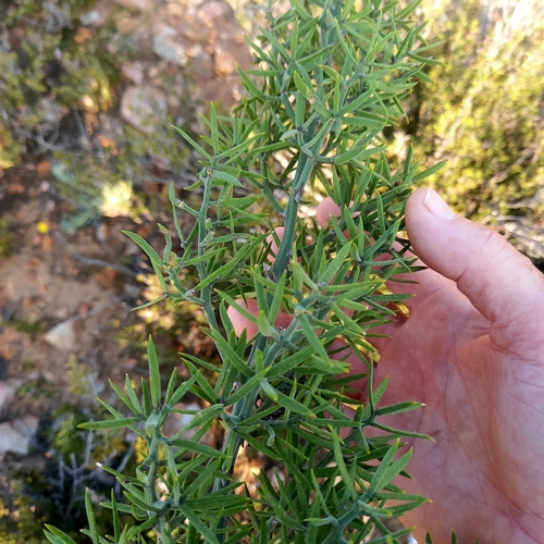 Image of Asparagus striatus by (c) kevin koen, some rights reserved (CC BY-SA)