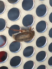 Amphimallon solstitiale