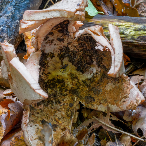 Geastrum rufescens (Photo 2 of 2)