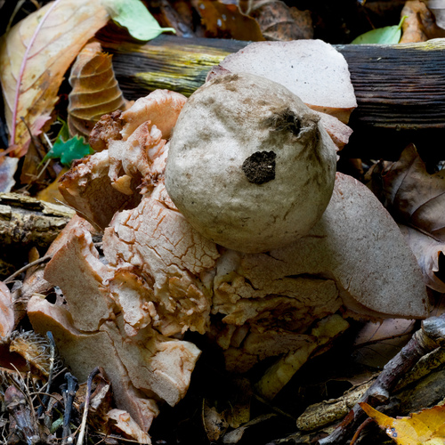 Geastrum rufescens
