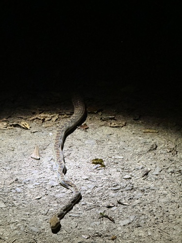 Australian Scrub Python sighting