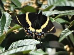 Papilio garamas garamas