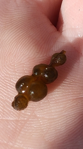 Gloeotrichia natans observed 2024-10-12