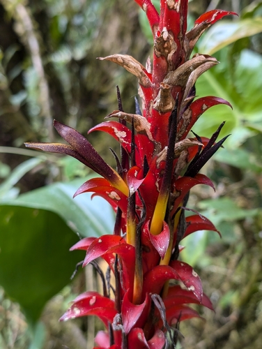 Pitcairnia nigra, photograph 6
