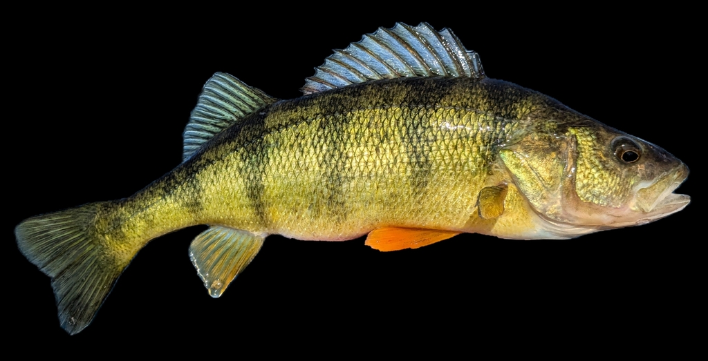 Yellow perch (Perca flavescens) — Percidae