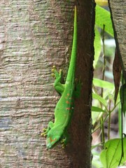 Phelsuma grandis