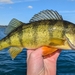 Yellow Perch - Photo (c) qfc79, some rights reserved (CC BY), uploaded by qfc79