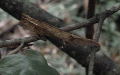 Brookesia griveaudi
