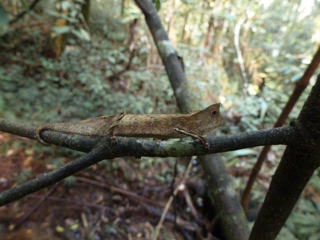 Marojejy Leaf Chameleon