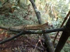 Brookesia griveaudi