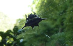 Gasteracantha rhomboidea