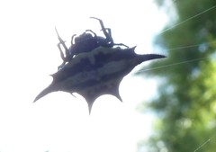 Gasteracantha rhomboidea