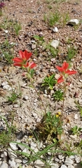 Castilleja indivisa