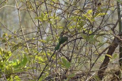 Psilopogon zeylanicus