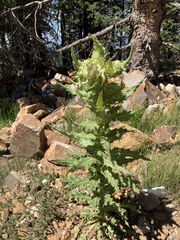 Cirsium scariosum