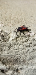 Largus rufipennis