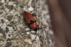 Elater ferrugineus