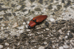 Elater ferrugineus