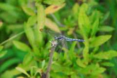 Orthetrum lineostigma