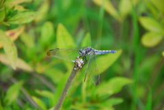 Orthetrum lineostigma