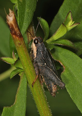 Tettigidea lateralis