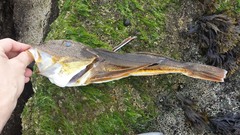 Prionotus evolans