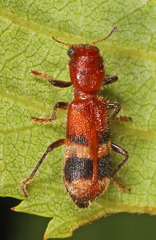 Enoclerus rosmarus