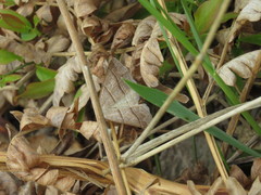 Petrophora subaequaria