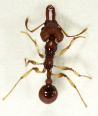 Orectognathus antennatus