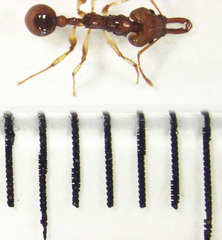 Orectognathus antennatus